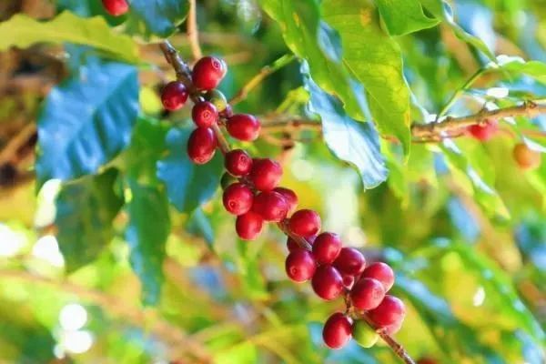 星巴克中国首次披露云南咖啡豆采购、出口量 “咖啡种植者支持中心”成立十周年 