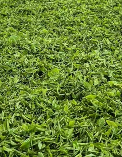英红九号金毛毫是什么茶叶？英德红茶金毛毫的功效与作用
