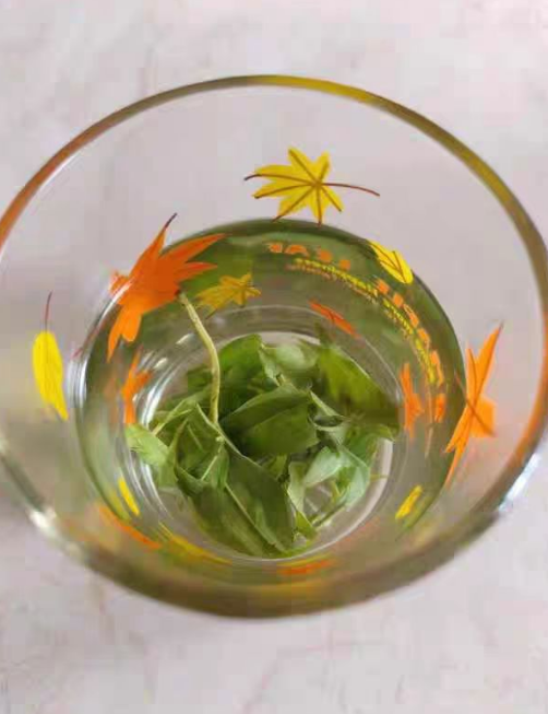 苦丁茶可以降血糖吗？苦丁茶有什么作用和功效