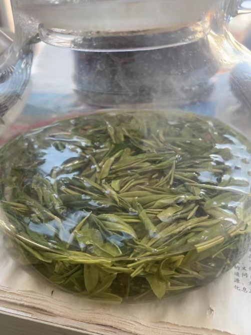 望海茶是绿茶还是白茶？望海茶的功效与作用