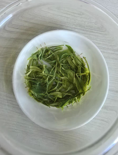 种植恩施玉露需要剪枝吗？恩施玉露在什么时候不能采摘茶叶
