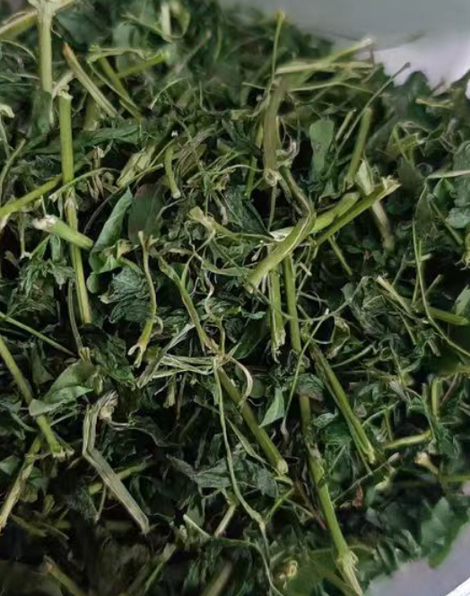 潮汕油甘茶是什么植物？潮汕油甘茶的功效与作用及禁忌