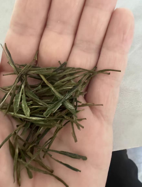 紫笋茶什么时候移栽茶苗最好？紫笋茶移栽茶苗怎么养护