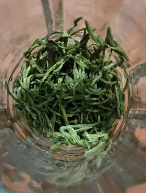 种植蒙顶甘露虫害有哪些？蒙顶甘露虫害怎么处理