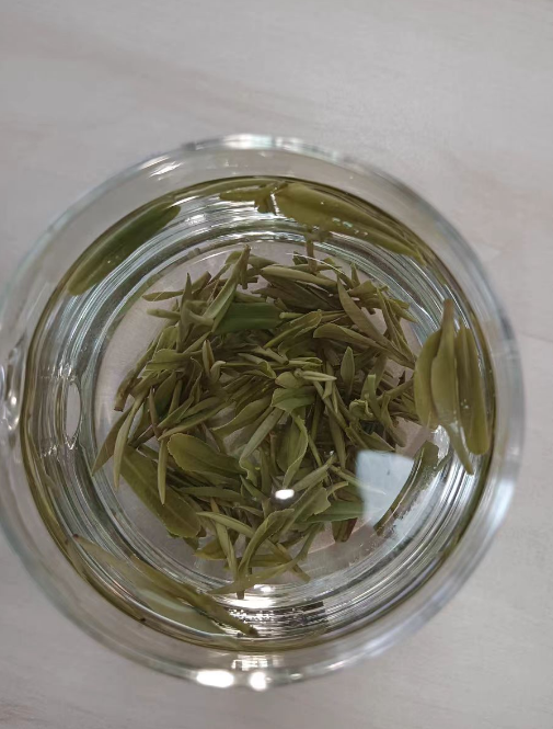 种植霍山黄芽要多久才能发芽？霍山黄芽发芽后怎么养护和管理