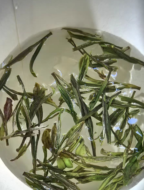 紫笋茶什么时候移栽茶苗最好？紫笋茶移栽茶苗怎么养护