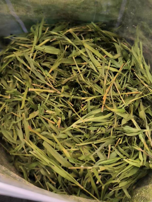石竹茶什么人不能喝？石竹茶泡水喝竟有6个害处