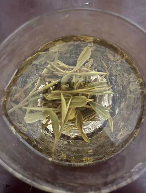 紫笋茶什么时候移栽茶苗最好？紫笋茶移栽茶苗怎么养护