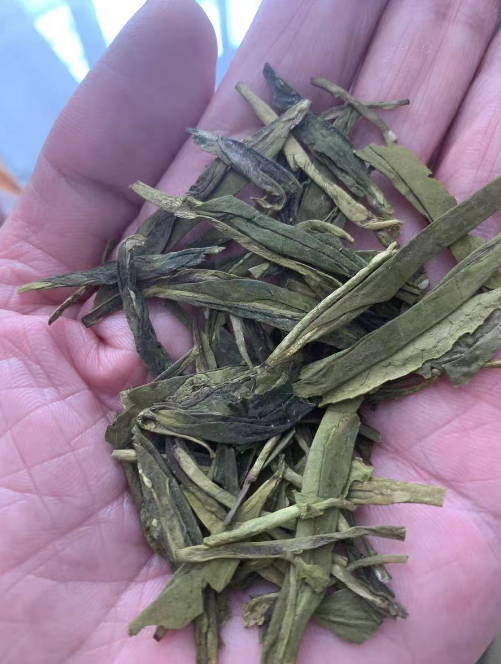 种植大佛龙井茶需要浇水吗？种植大佛龙井茶浇水过量怎么办
