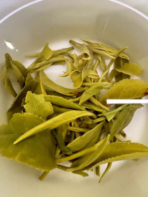 种植庐山云雾茶需要遮阳吗?种植庐山云雾茶什么时候遮阳最好