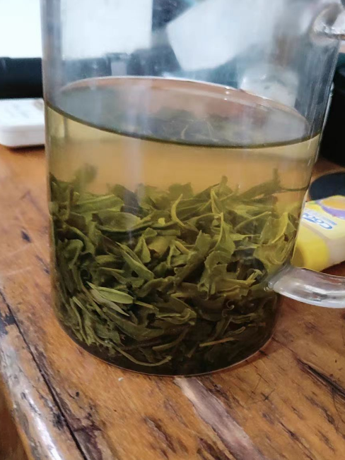 毛尖茶种植需要什么条件？新手能种植毛尖茶吗