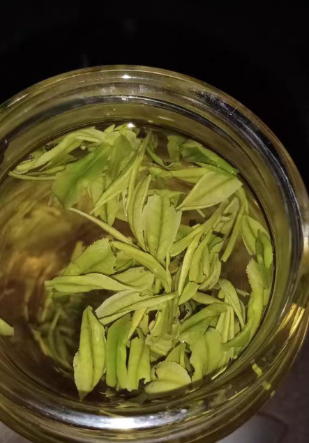 安吉白茶种植几年可以采摘？安吉白茶几月份最好