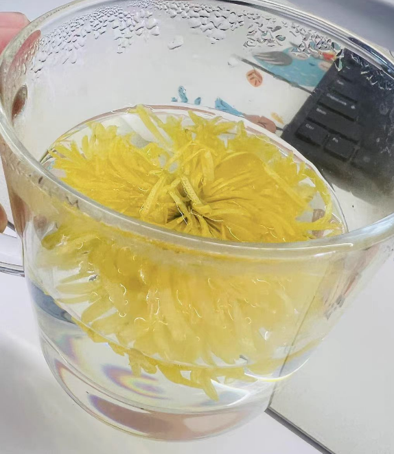 金丝皇菊移栽能活吗？金丝皇菊移栽后叶子干枯怎么办