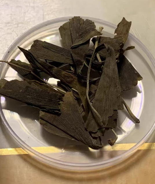 银杏叶茶什么时候修剪枝条？银杏叶茶修剪完枝条要浇水吗
