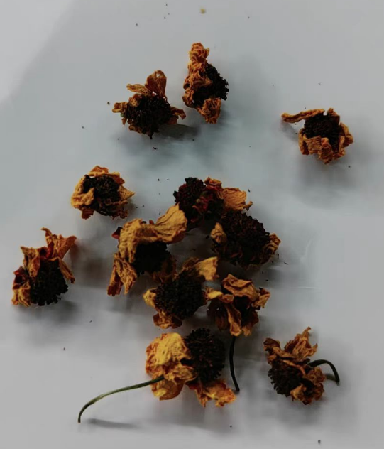 昆仑雪菊是人工种植的吗?昆仑雪菊幼苗怎么过冬