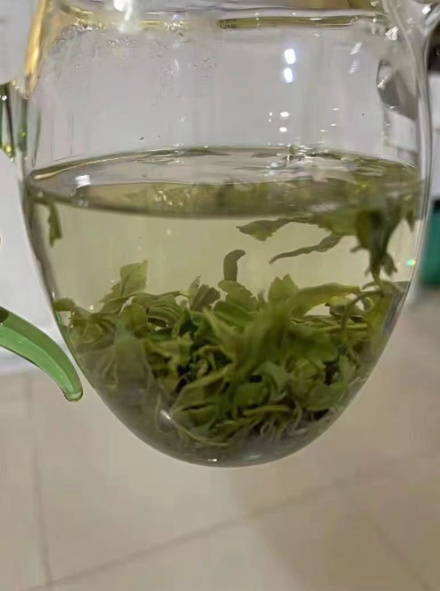 苦丁茶树长什么样？苦丁茶是大叶子好还是小叶子好