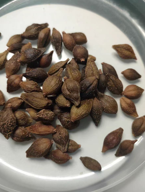 连翘茶可以扦插繁殖吗？连翘扦插育苗用什么土壤最好