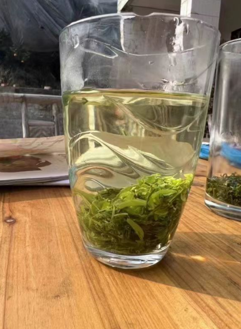 苦丁茶树长什么样？苦丁茶是大叶子好还是小叶子好