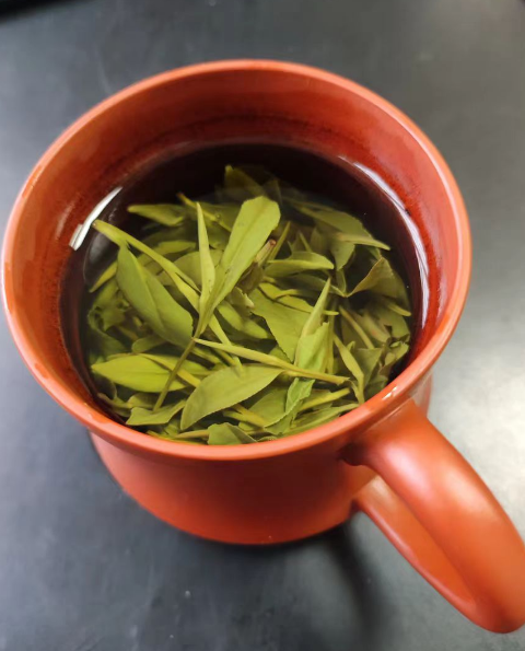 白茶哪个品种最好？极白白茶和芳羽白茶哪个质量好