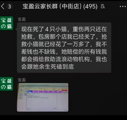 女子去猫咖包房虐猫 致4只小猫死亡！引发公众强烈谴责！