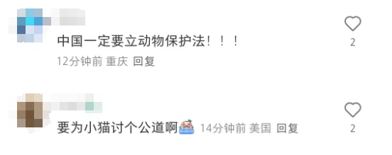 女子去猫咖包房虐猫 致4只小猫死亡！引发公众强烈谴责！