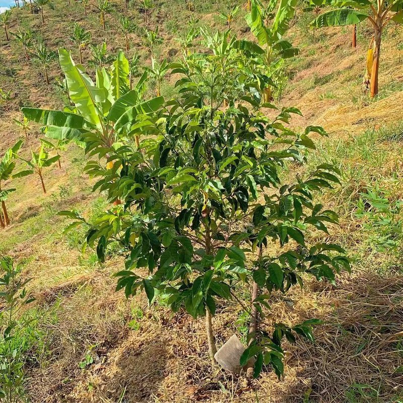 冷萃咖啡简单的家庭做法是什么:按日常场景安排