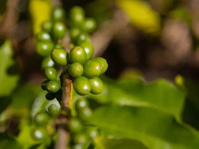 拿铁选豆指南:在稳定醇厚与风味变化之间找到平衡