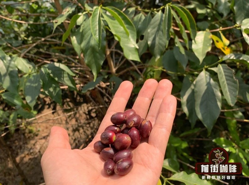 把家用咖啡机当成风味调配站，按预算选豆每天都能喝得格外舒心