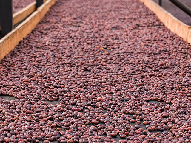 看懂咖啡风味词，热带果香豆这样挑