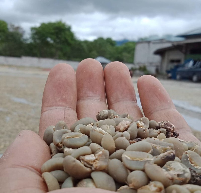 同时泡两杯来找茶感!在家盲测对比浅烘豆,这样喝香气甜感全明白