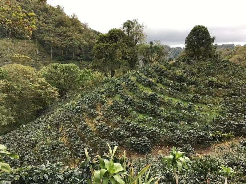 教你看懂豆袋香气标签!比乐蒂摩卡壶也能煮出超浓郁金黄泡沫
