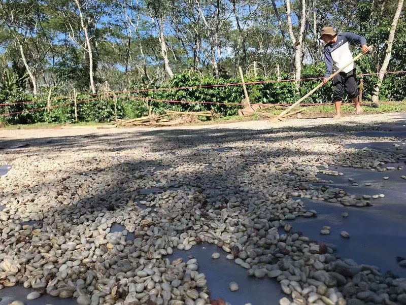 周末窝在沙发慢悠悠磨咖啡豆,看懂生豆品级挑出杯中干净甜感