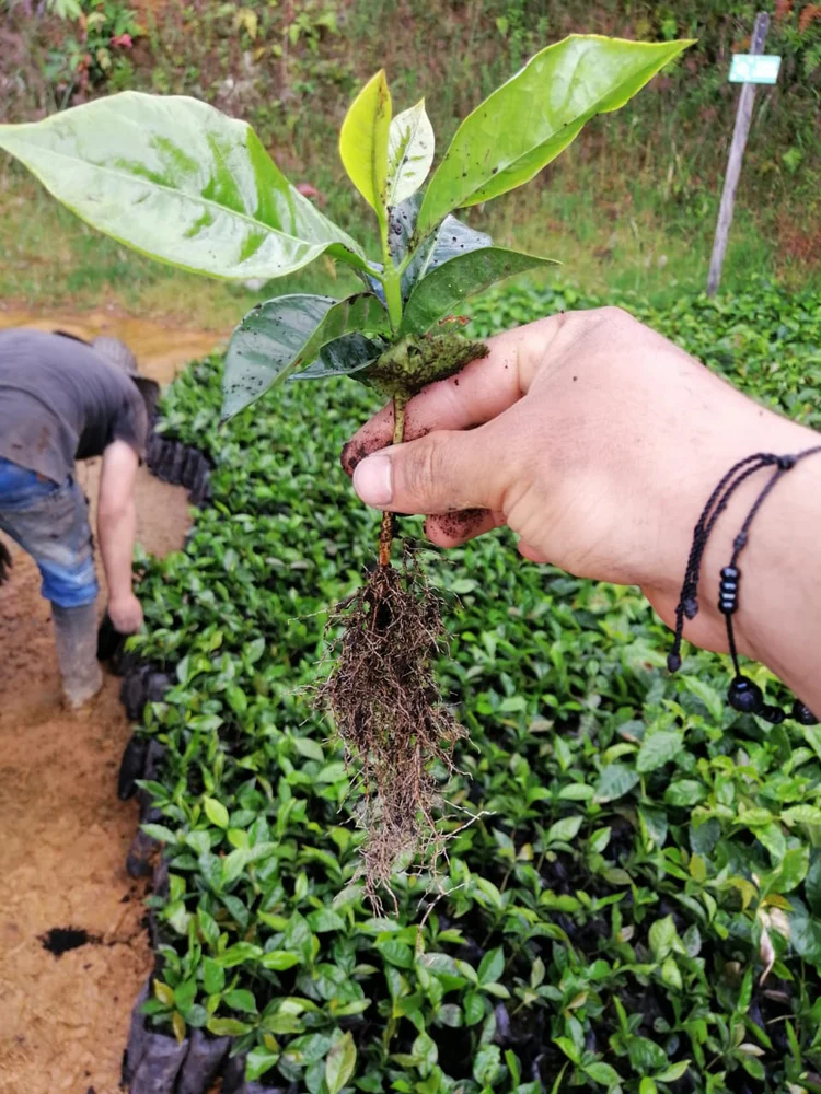 两只碗就能在家对比做杯测!教你挑出更适合做拿铁的浓郁好豆