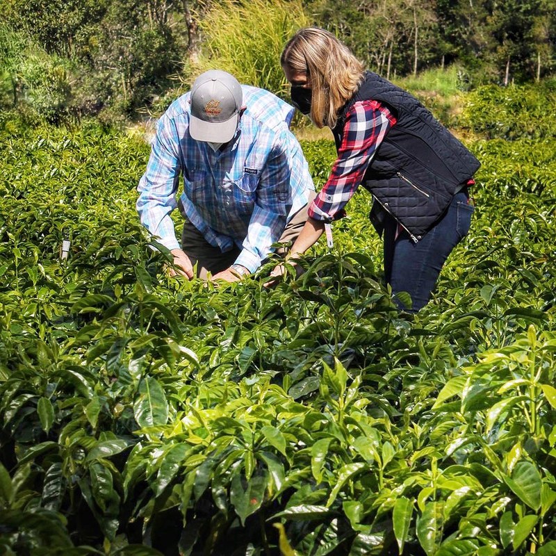 日常口粮还是周末尝鲜?教你按预算挑对浅烘果香豆喝出幸福感