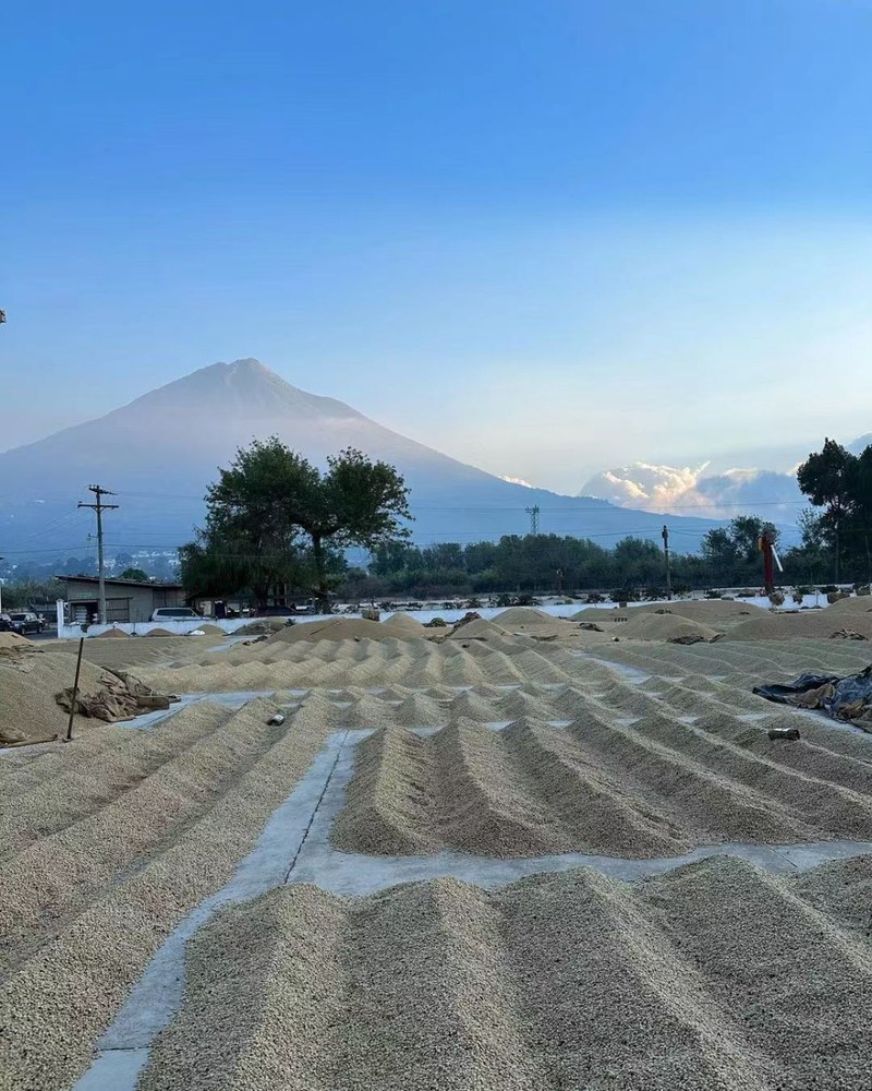 新手买豆不用咬牙冲高价，分清三档预算把日常与犒赏都喝舒服