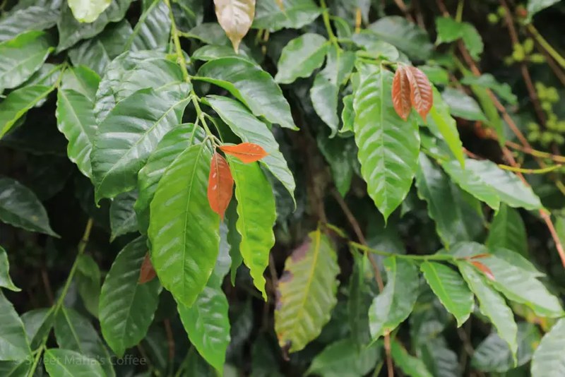 杠铃片归位时手心还发烫，休息区长椅那杯美式正凉到能入口