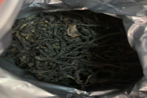 天池凤凰单枞是哪里产的？凤凰单枞蜜兰香和鸭屎香哪个口感好？