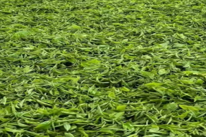 英红九号金毛毫是什么茶叶？英德红茶金毛毫的功效与作用