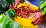 优越的亚特兰大庄园精品咖啡豆风味口感香气特征描述简介