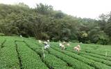 甜美可人的埃塞俄比亚咖啡庄园精品咖啡豆品种种植市场价格简介