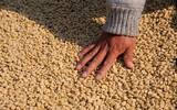 印尼今年咖啡产量降30% 咖啡需求每年平均提高10%
