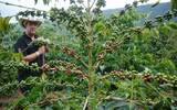 哥斯达黎加蜜处理咖啡豆 哥斯达黎加三大咖啡产区介绍