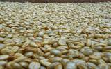 生咖啡豆能直接泡咖啡喝吗？生豆咖啡能减肥？小心中毒