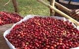 巴布亚新几内亚天堂鸟庄园稀有红蜜处理咖啡风味口感描述介绍