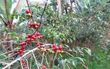 埃塞俄比亚利姆Limu产区水洗G1咖啡风味 水洗利姆咖啡豆怎么喝