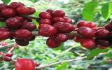 萨尔瓦多圣伊莲娜庄园蜜处理波旁介绍 圣安娜火山产区COE咖啡豆
