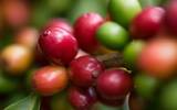 橘香和莓香味是非洲豆最大的特色，也最让咖啡迷们倾心钻研