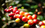 中美洲咖啡发源地-马提尼克岛的咖啡历史介绍 中美洲咖啡见证者
