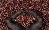 你确定你知道你冲的是什么咖啡吗？咖啡生豆的直接贸易