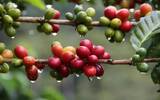 埃塞俄比亚咖啡生豆【公平贸易】与【直接交易】的区别